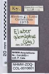 Etikette zu Elater abruptus (NHMW-ZOO-COL-0010601)